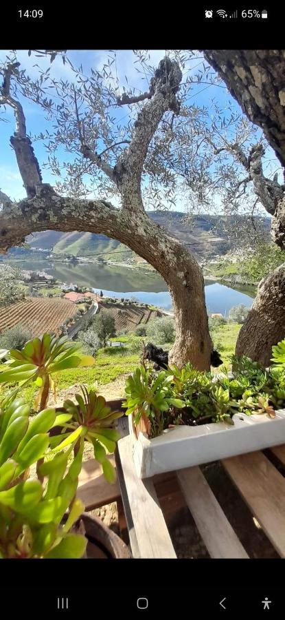 Dom wakacyjny Casa Dos Avos - Folgosa Douro *